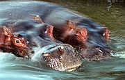 Camara Nikon F2
Hipopótamos saliendo del agua
In Memoriam
ZOO DE MADRID
Foto: 1728